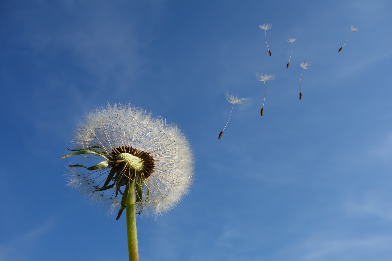 dandelion-463928_1280