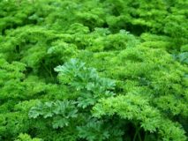 parsley-261039_1280