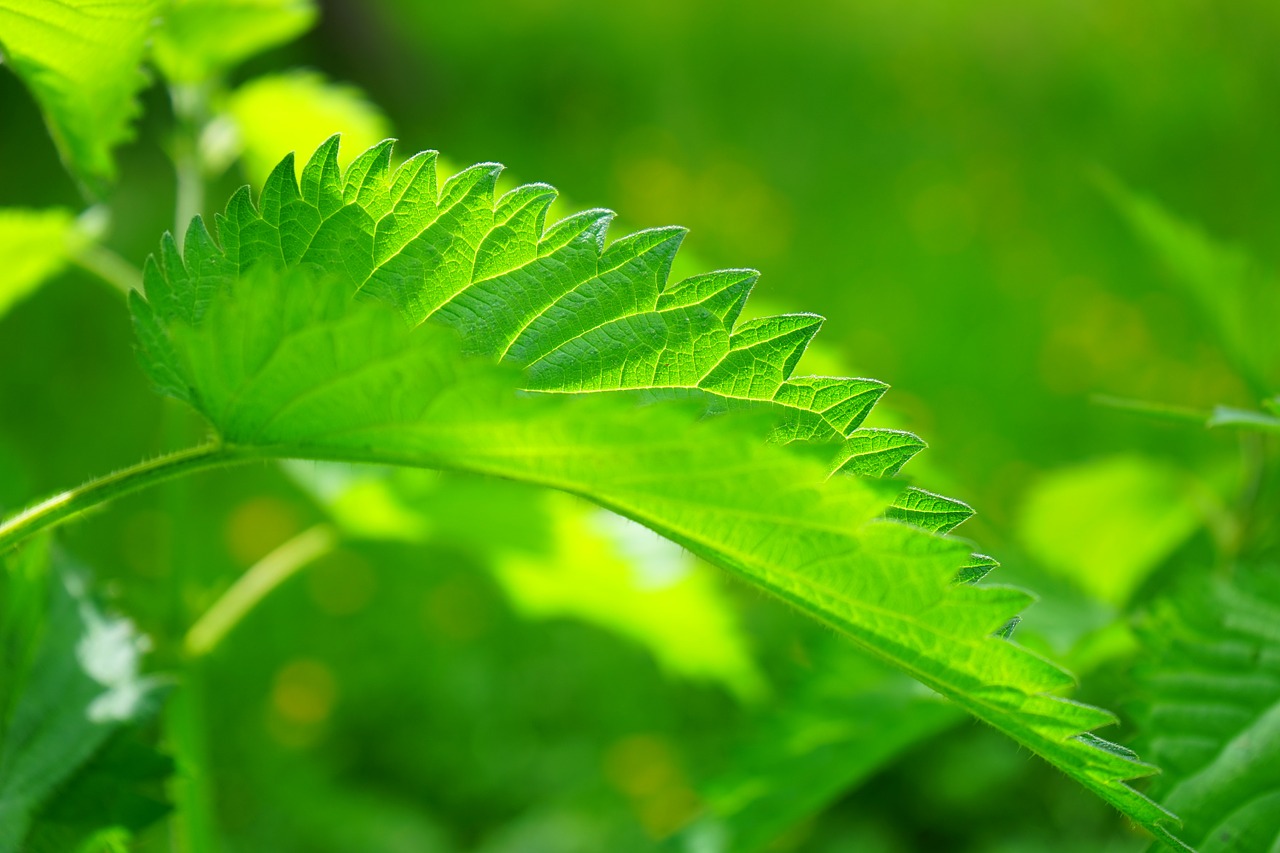 stinging-nettle-474351_1280