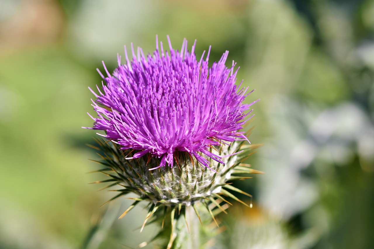 thistle-3517440_1280