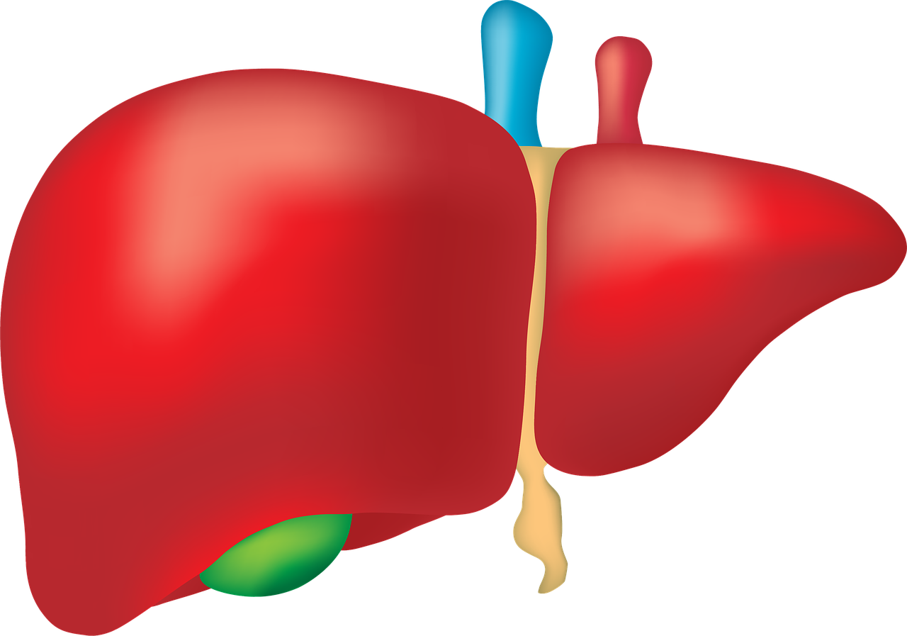 liver-2934612_1280