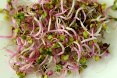 sprouts, radishes, food